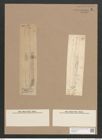 Navicula nobilis (Ehr.) Kuetz. (de-Toni-Nr.: Genus 1, Species 1) Zeichnungen Sammlung Grunow Nr. 6 (NHMW-BOT-W0366187)
